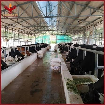 Cows at their feeding rails inside the airy sheds of the Sri Sathya Sai Gokulam